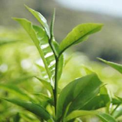 Manufacturers Exporters and Wholesale Suppliers of Tea Leaves Kolkata West Bengal